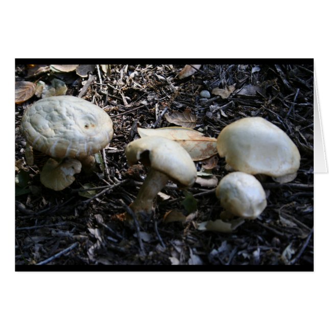 Pilz 1 (Vorderseite (Horizontal))