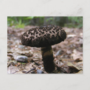 Pilz 146 ~ Postkarte