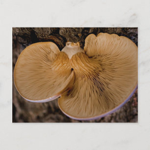 Pilz 8220 Postkarte