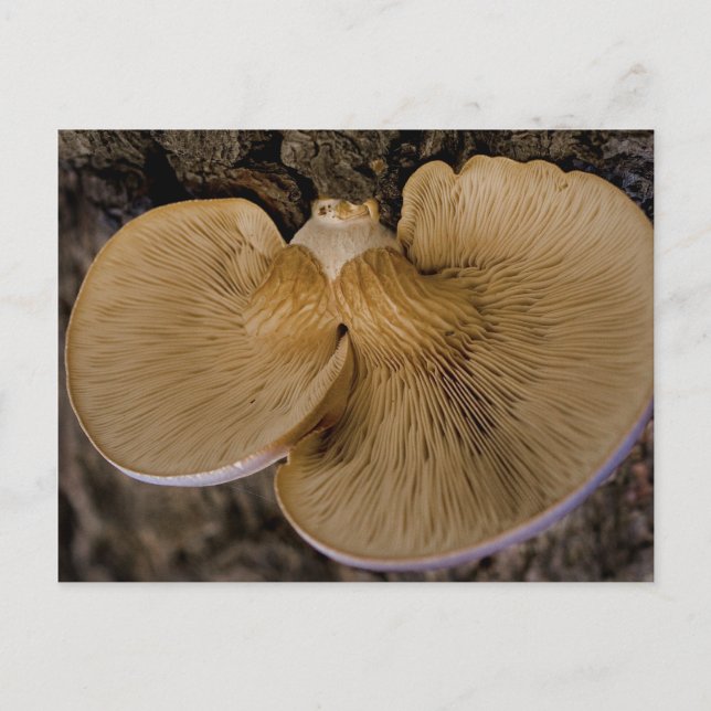 Pilz 8220 Postkarte (Vorderseite)