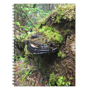 Pilz auf einem Baum, Cape Enttäuschung, WA Notizblock