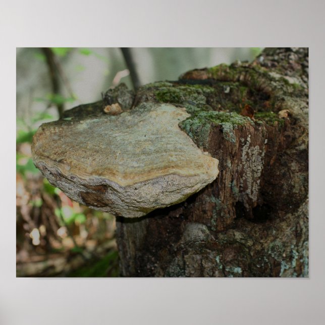 Pilz auf totem Baumstumpf Poster (Vorne)