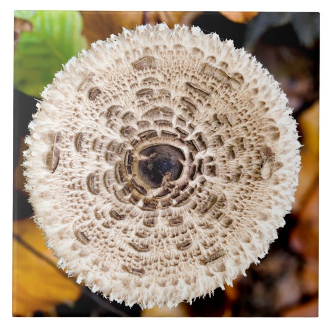 Pilz Fliese (Vorderseite)