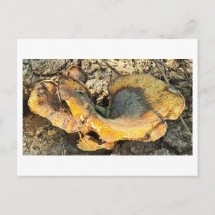 Pilz-Foto-Postkarte Postkarte