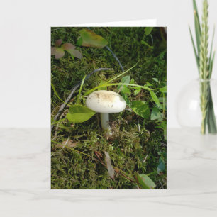 Pilz im Wald Karte