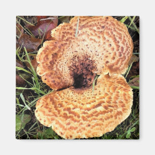 Pilz im Wald Magnet