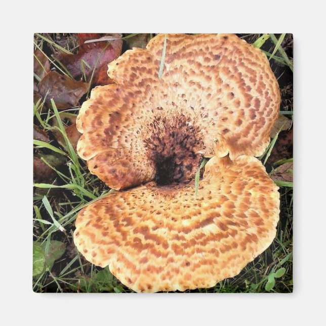 Pilz im Wald Magnet (Vorne)