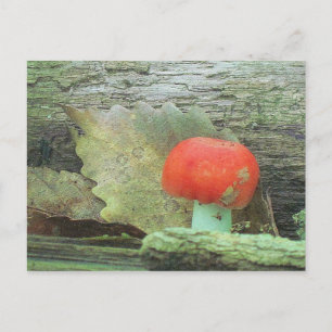 Pilz im Wald Postkarte