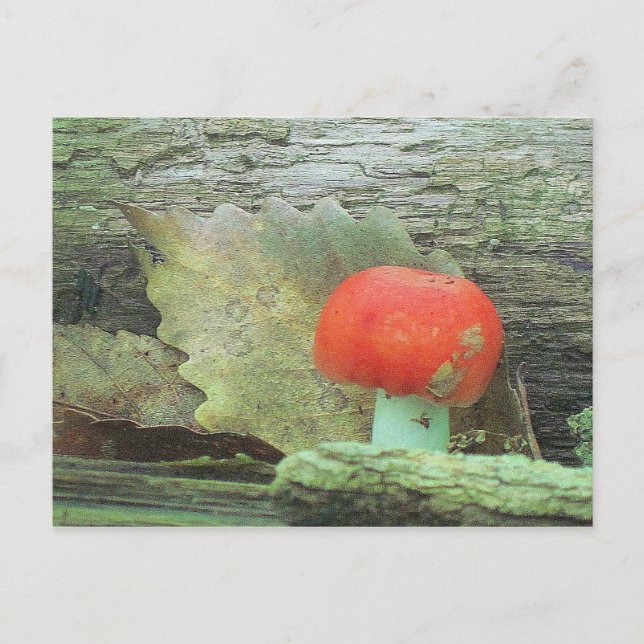 Pilz im Wald Postkarte (Vorderseite)