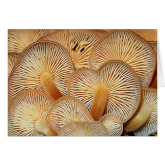 Pilz-Kiemen des orange Mycena