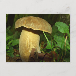 Pilz nah postkarte