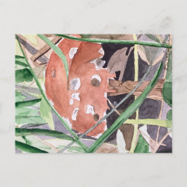 Pilz Postkarte