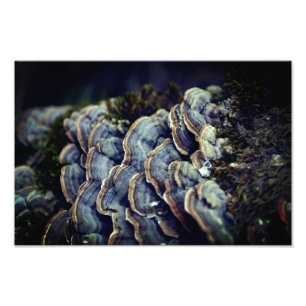 Pilzbaum Foto Kodak Professional Fotopapier