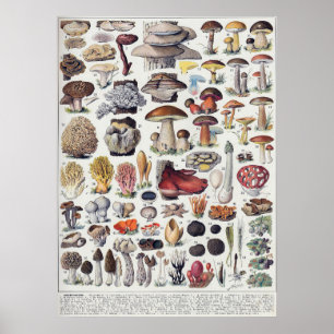 Pilze 2 poster