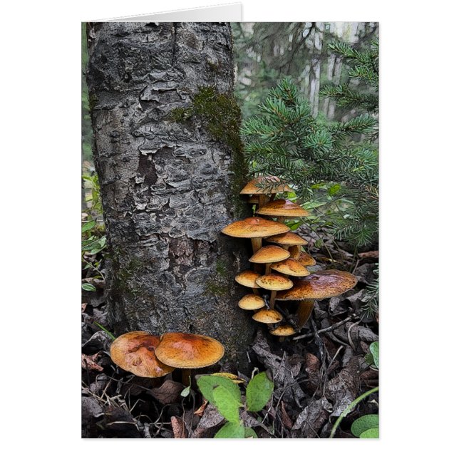 Pilze - 5" x 7" Art Card (Vorne)