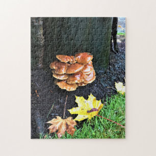 Pilze auf einem Baum, Oregon