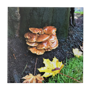 Pilze auf einem Baum, Oregon Fliese