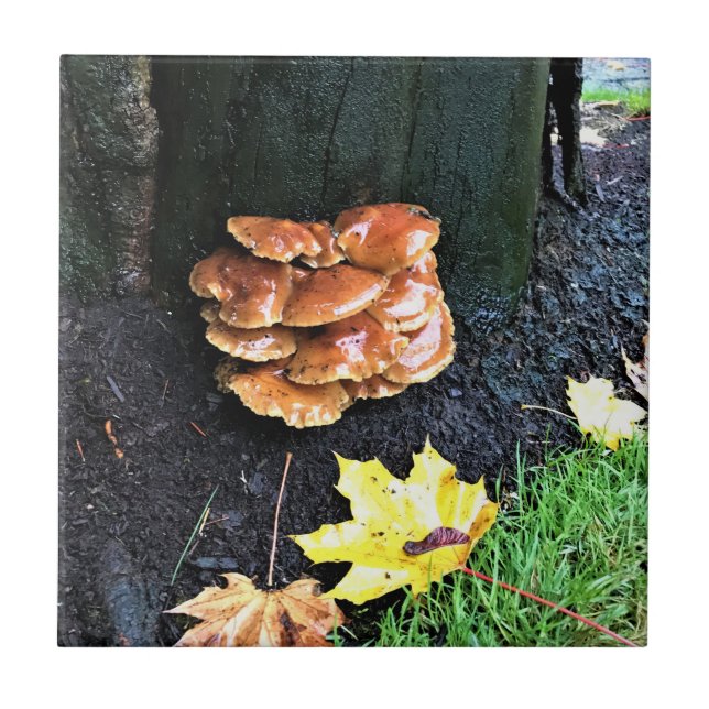 Pilze auf einem Baum, Oregon Fliese (Vorderseite)