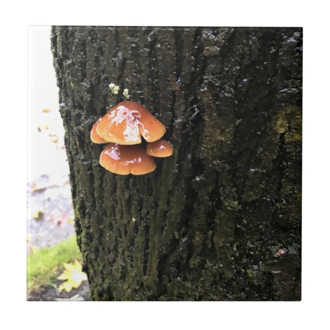 Pilze auf einem Baum, Oregon Fliese (Vorderseite)