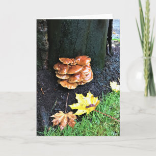 Pilze auf einem Baum, Oregon Karte