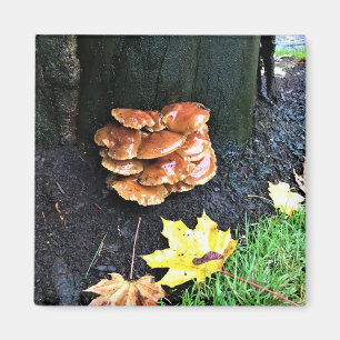 Pilze auf einem Baum, Oregon Magnet