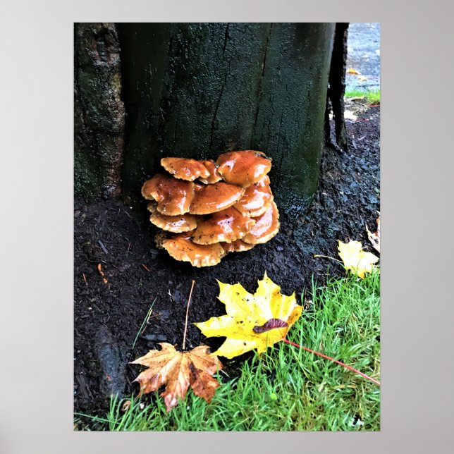 Pilze auf einem Baum, Oregon Poster (Vorne)