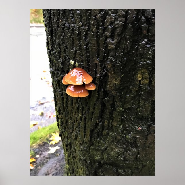 Pilze auf einem Baum, Oregon Poster (Vorne)