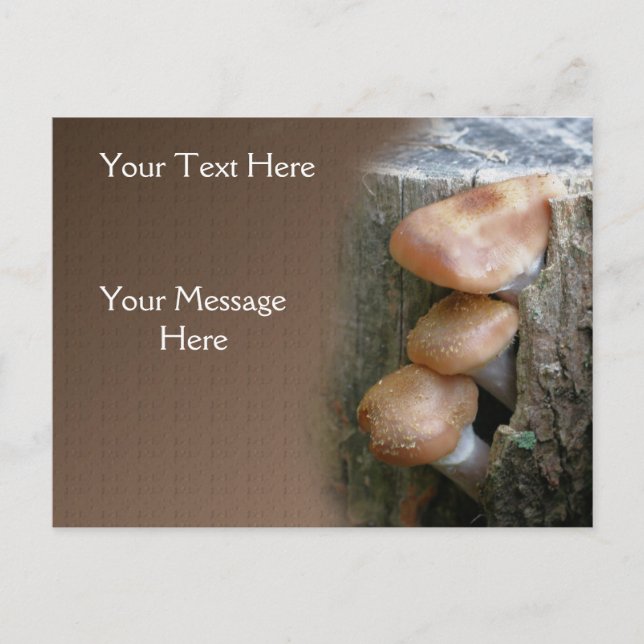 Pilze auf steiler Natur Postkarte (Vorderseite)