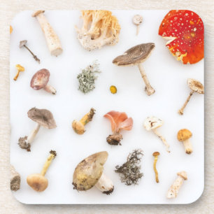 Pilze Fungus Getränkeuntersetzer