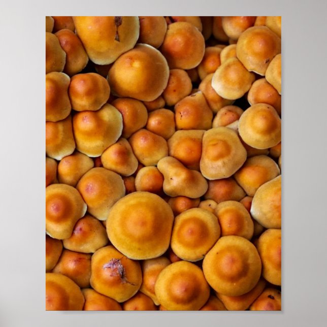 Pilze Fungus Poster (Vorne)
