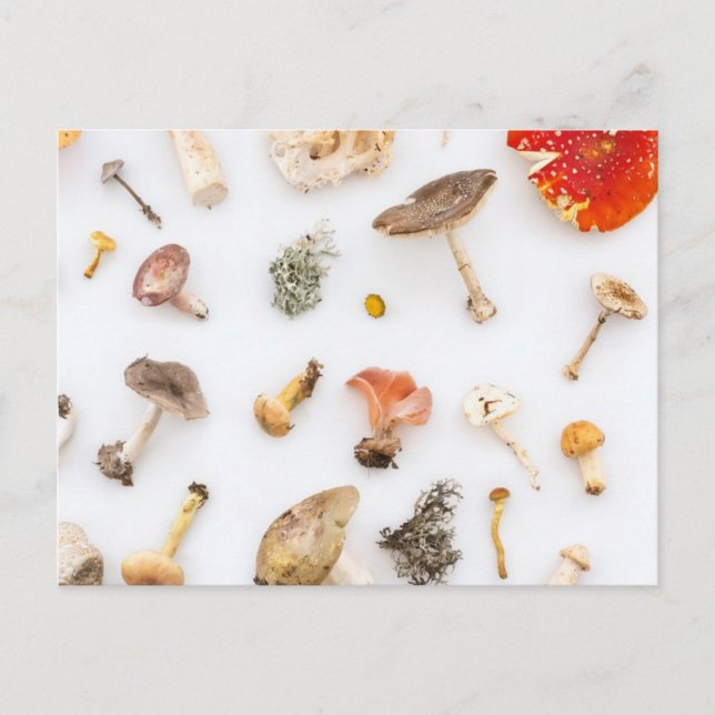 Pilze Fungus Postkarte (Vorderseite)
