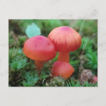 Pilze hellrot auf dem Waldboden
