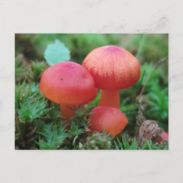 Pilze hellrot auf dem Waldboden Postkarte