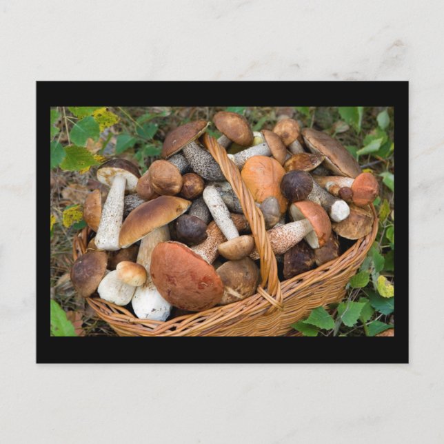 Pilze im Herbst Postkarte (Vorderseite)