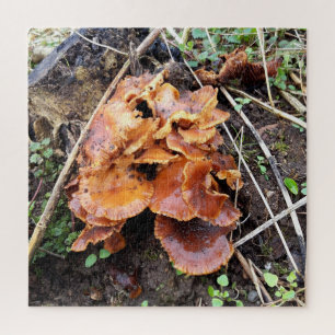 Pilze im Wald