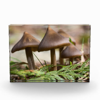 Pilze im Wald Fotoblock