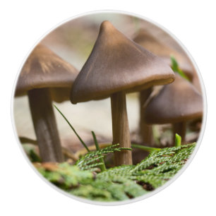 Pilze im Wald Keramikknauf