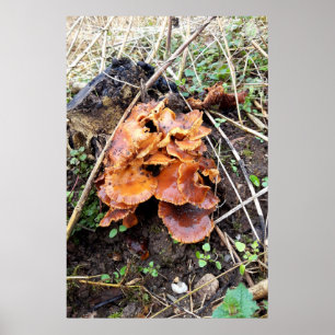 Pilze im Wald Poster