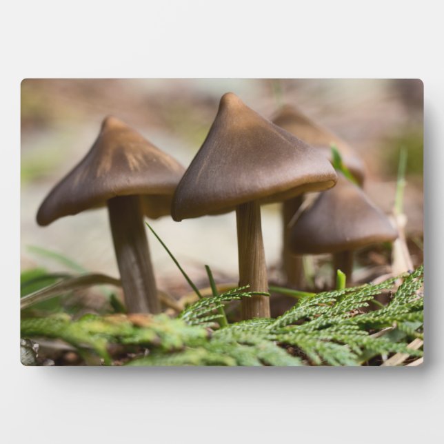 Pilze im Waldblock Foto Fotoplatte (Vorderseite)