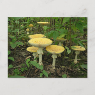 Pilze im Waldboden Postkarte