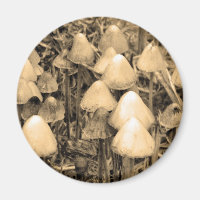Pilze in Sepia