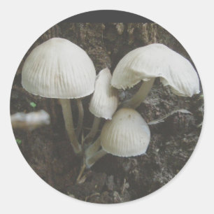 Pilze in Stump Stickers