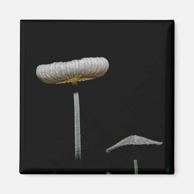 Pilze Magnet (Vorne)