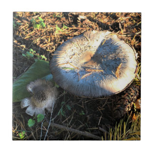 Pilze, Oregon Fliese