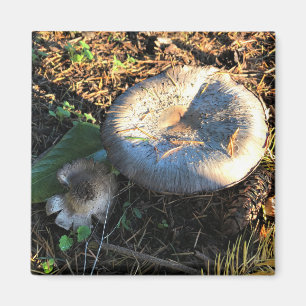 Pilze, Oregon Magnet