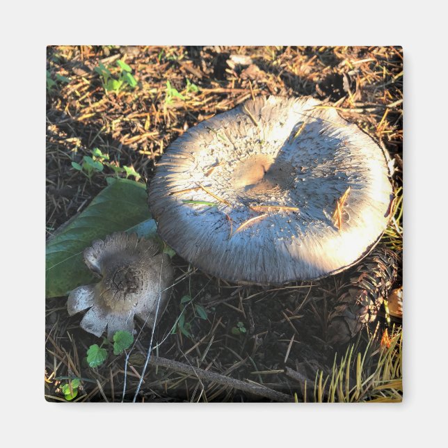 Pilze, Oregon Magnet (Vorne)
