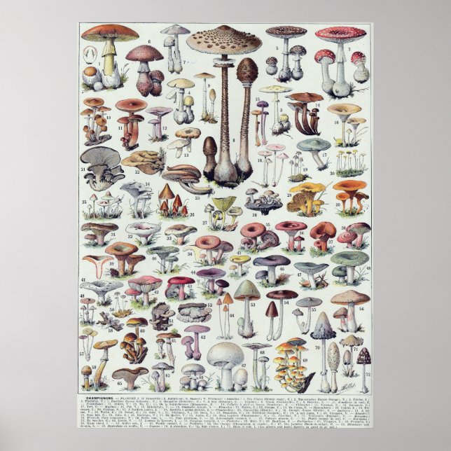 Pilze Poster (Vorne)