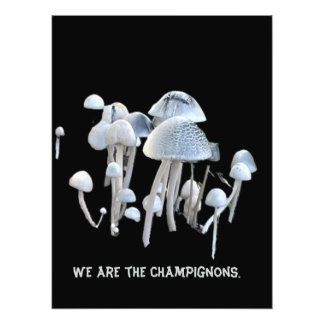 Pilze Poster
