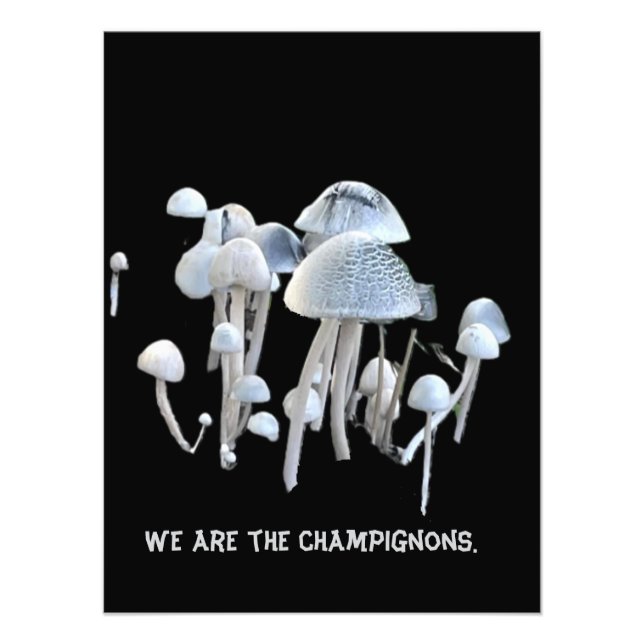 Pilze Poster (Vorne)