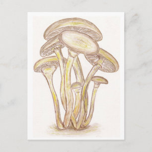 Pilze Postkarte